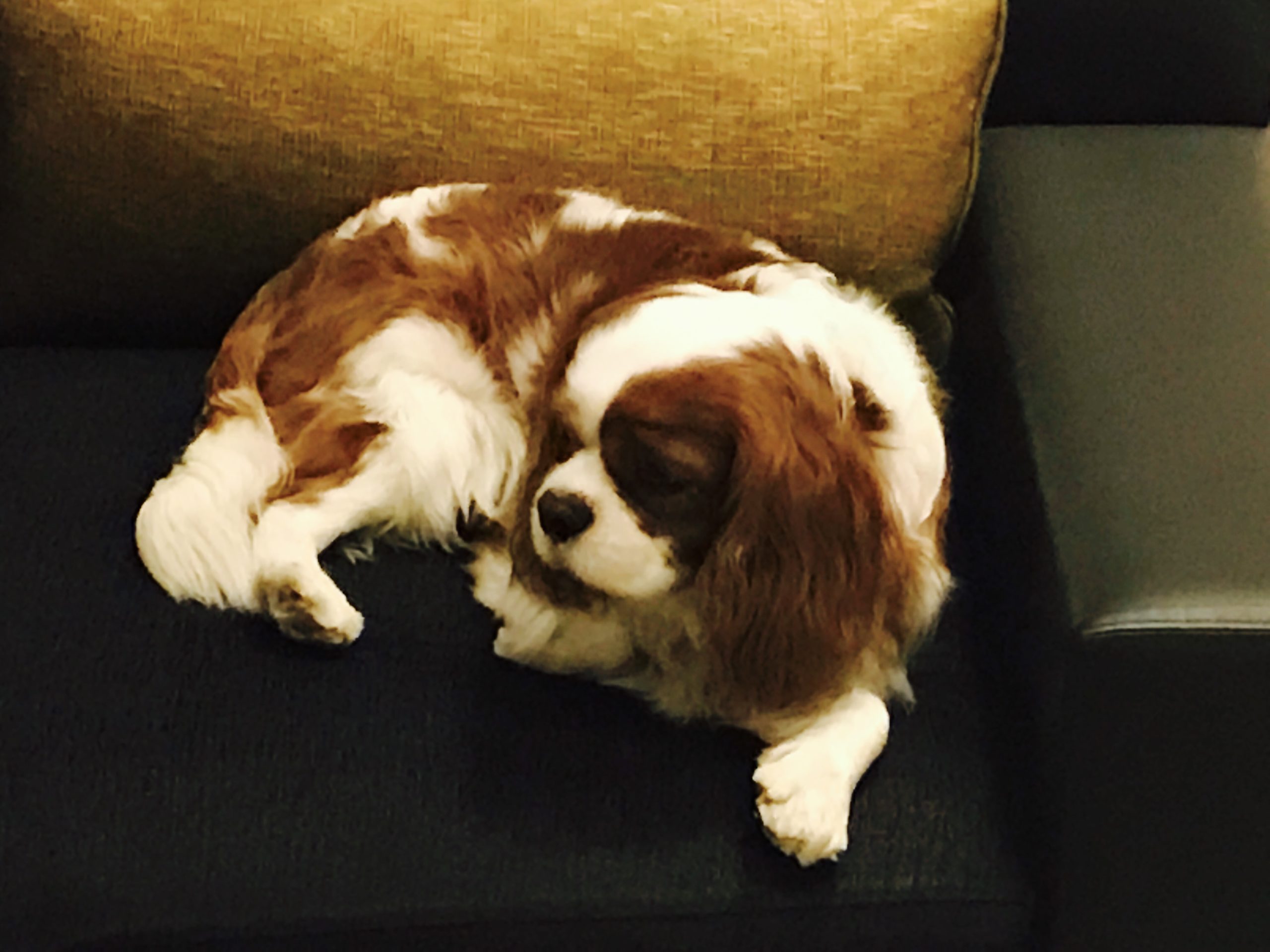 image for King Charles