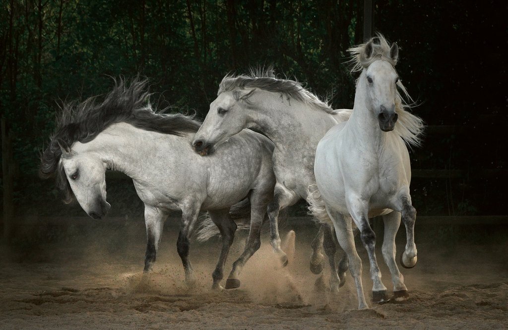 image for Horses