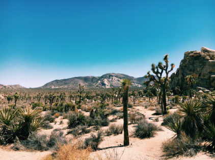 Joshua Tree