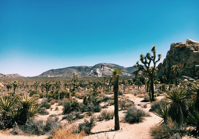 Joshua Tree