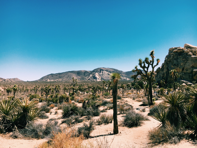 image for Joshua Tree Park California