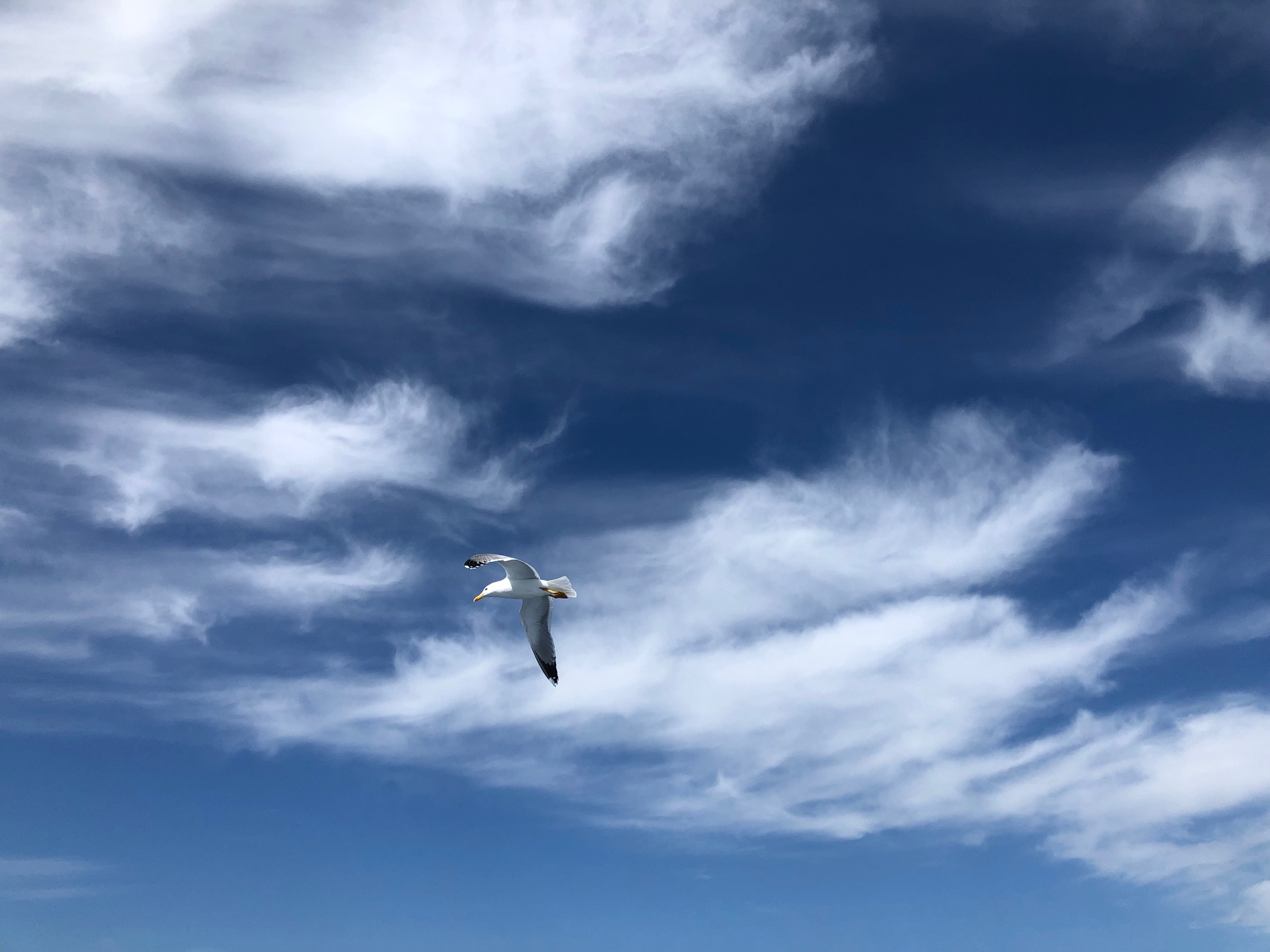 image for Sky is not the limit