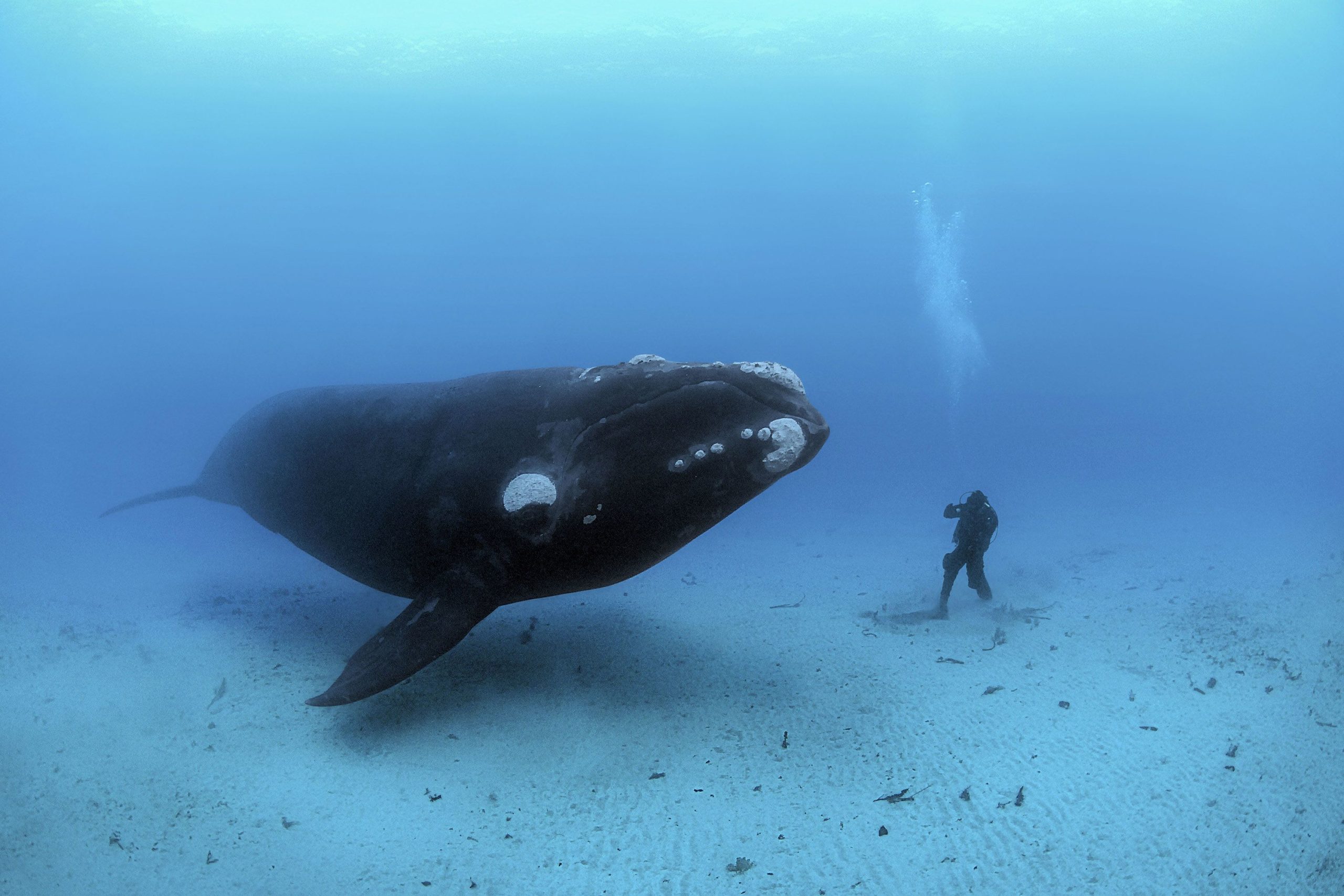 image for Save the whales