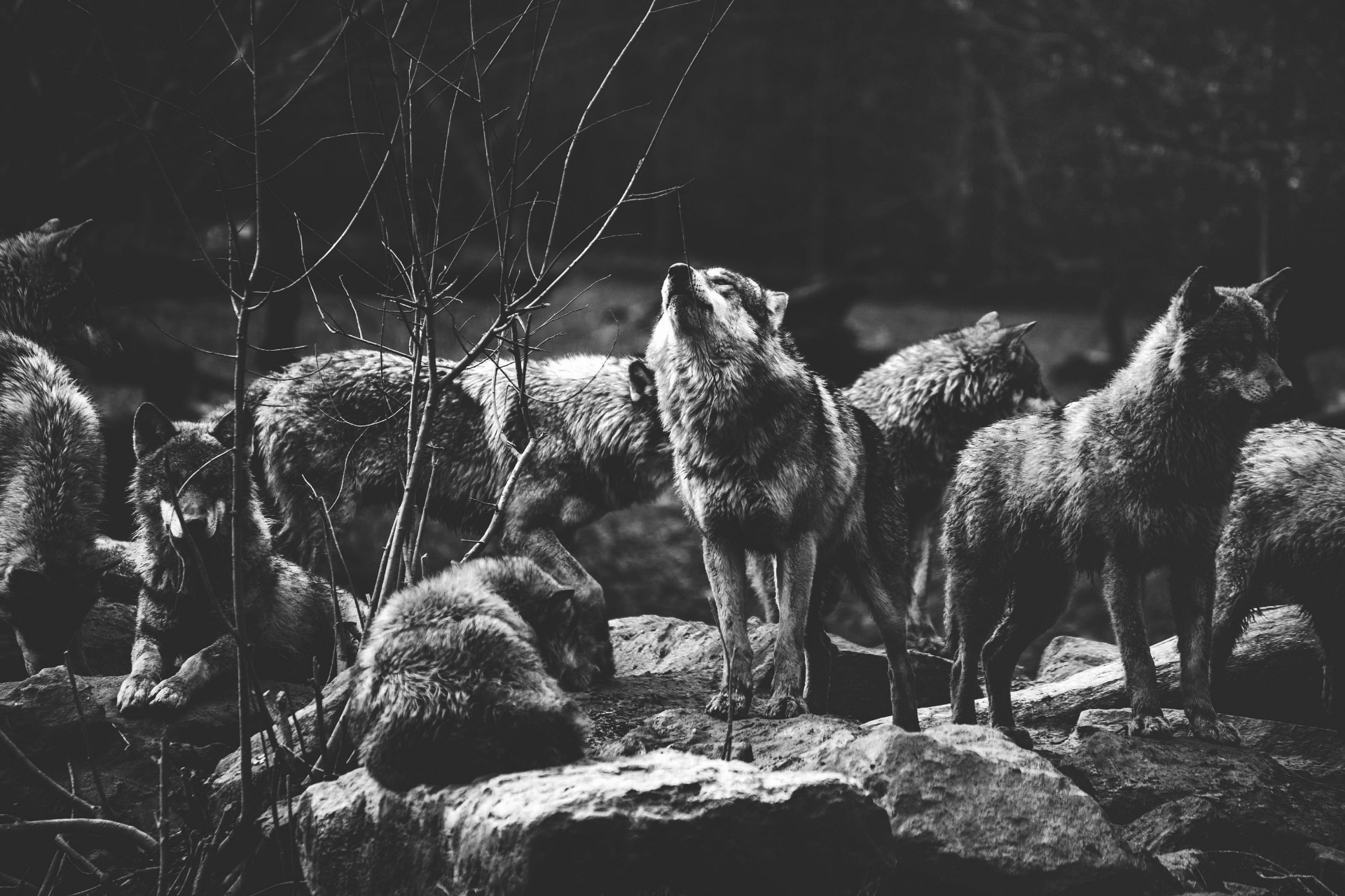 image for Save the Wolves