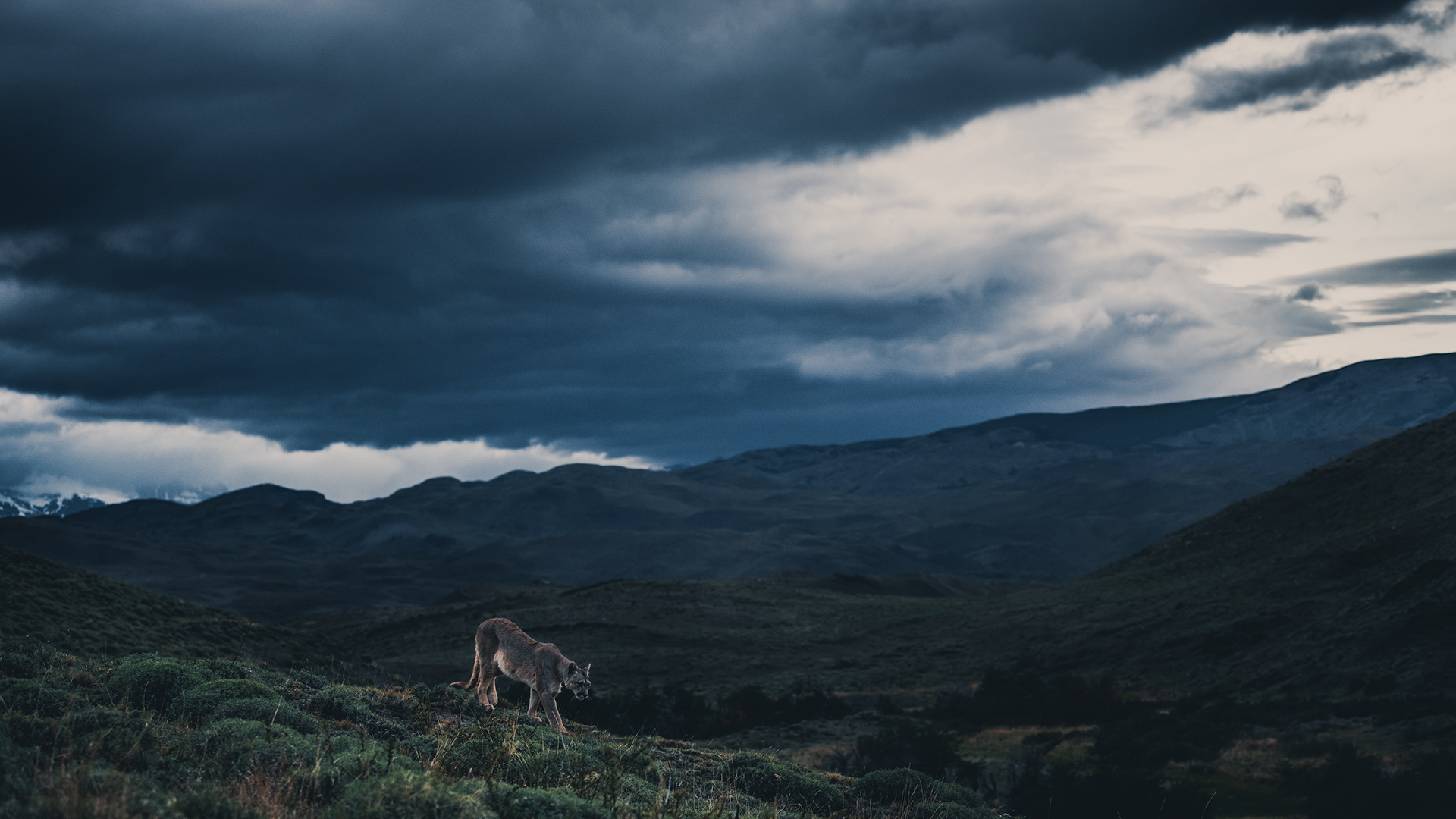 image for Wildlife in Patagonia