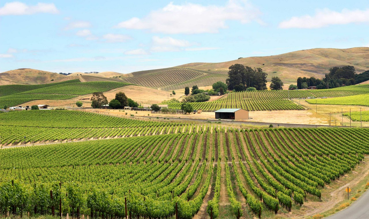 image for Code:Wine | Το Pinot Noir δεν είναι μόνο ποικιλία κρασιού, είναι μορφή τέχνης