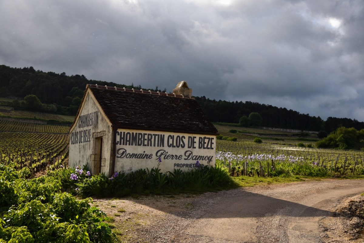 image for Burgundy’s majestic pinot noir