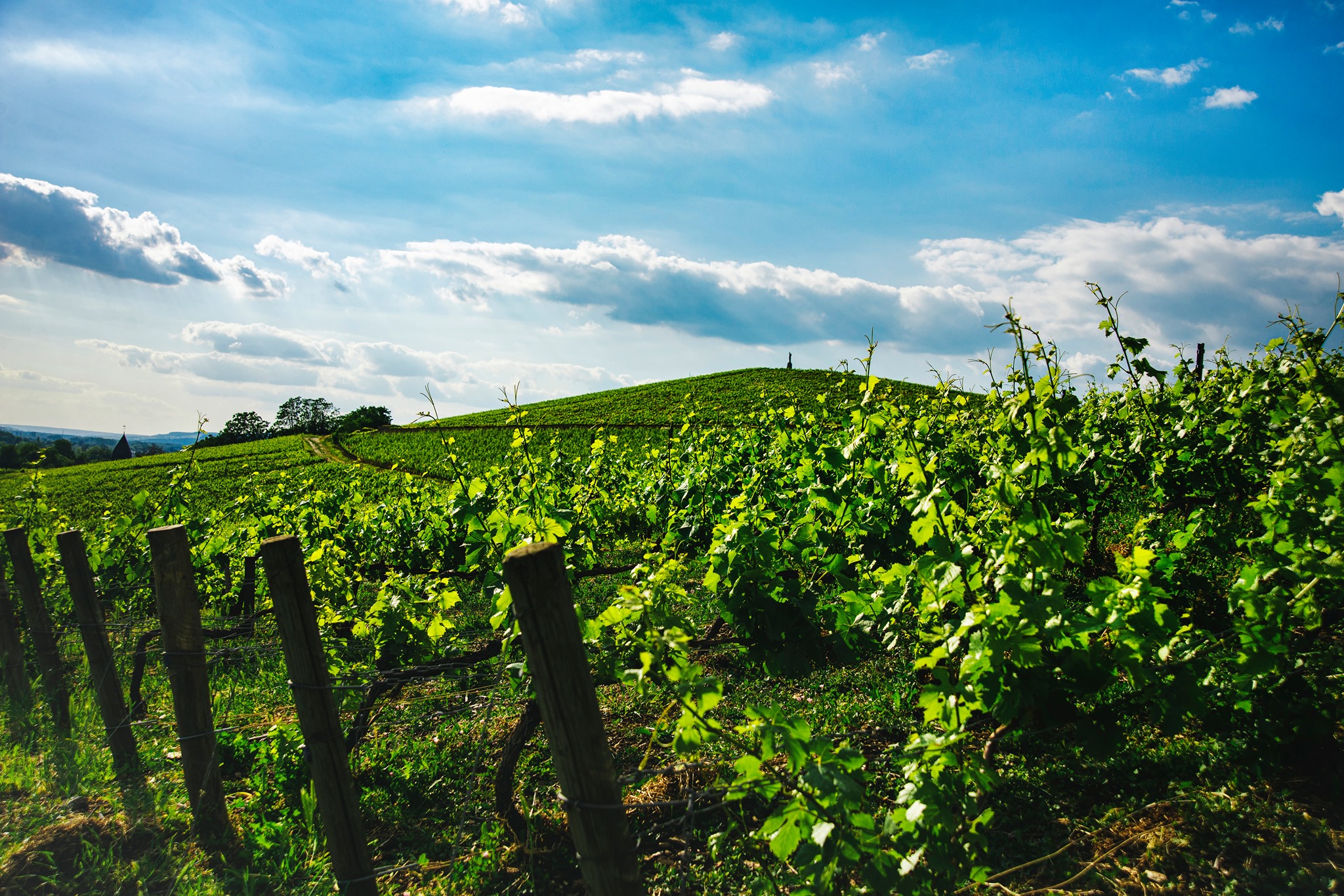 image for Code:Wine | Ο αμπελώνας Clos des Goisses στην περιοχή της Καμπανίας