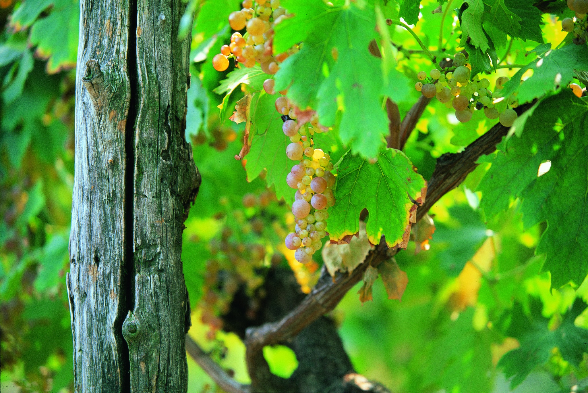 image for Code:Wine | Το οινοποιείο Inama στην Ιταλία
