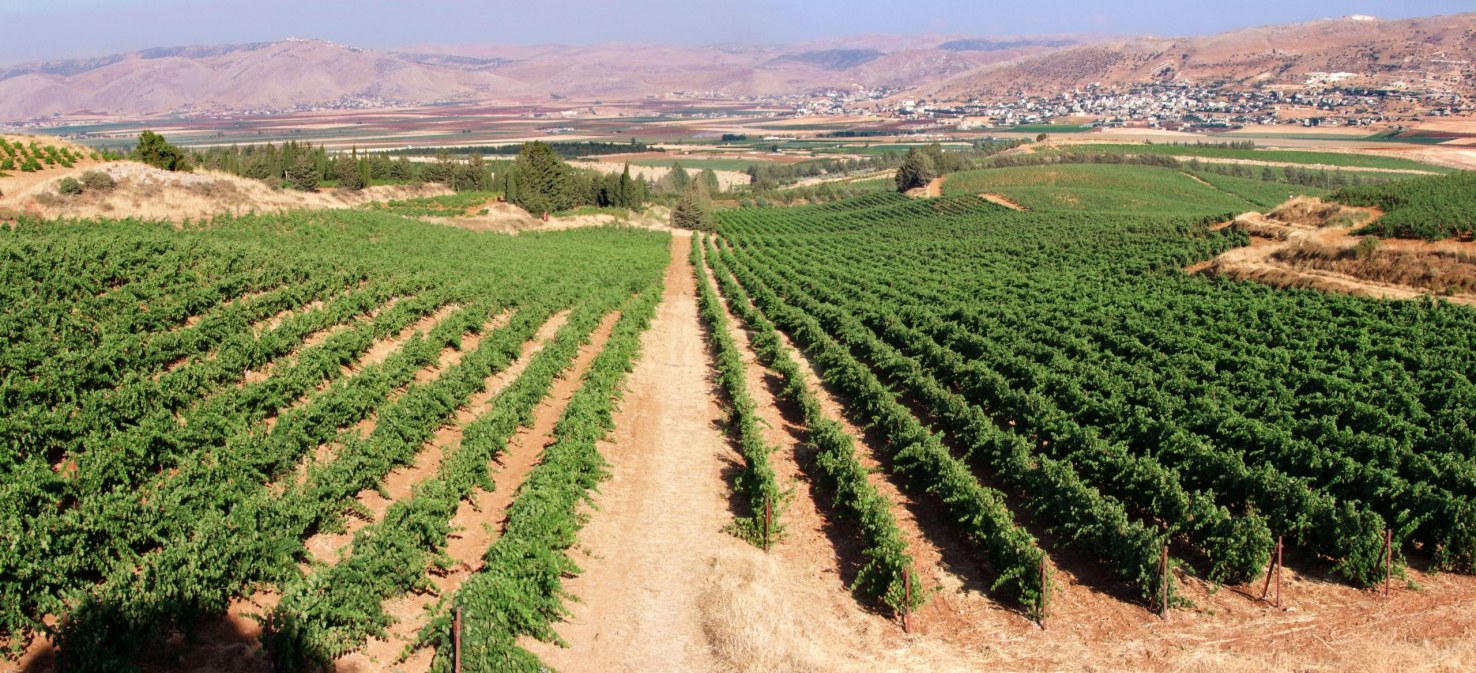 image for Code:Wine | Lebanon’s top wine