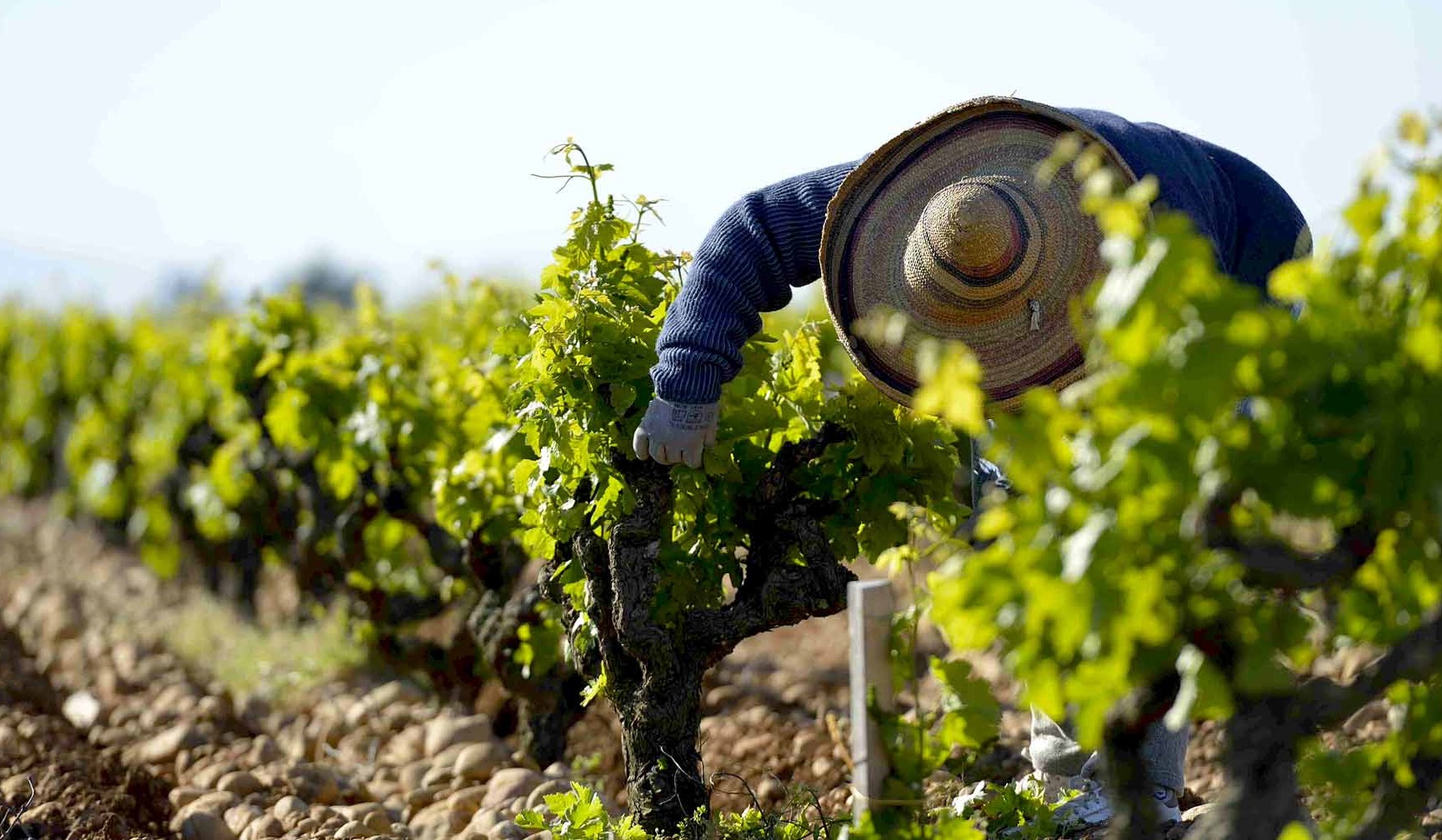 image for Wine legend