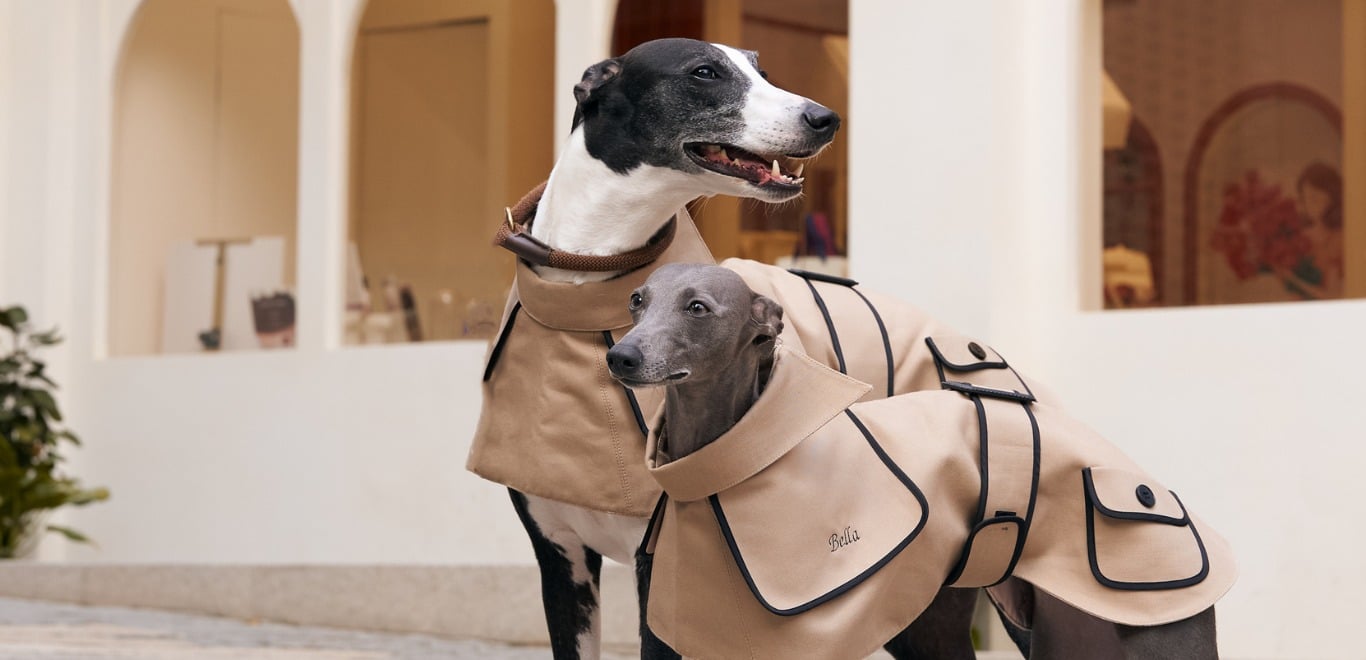 image for Chic styles for your pet