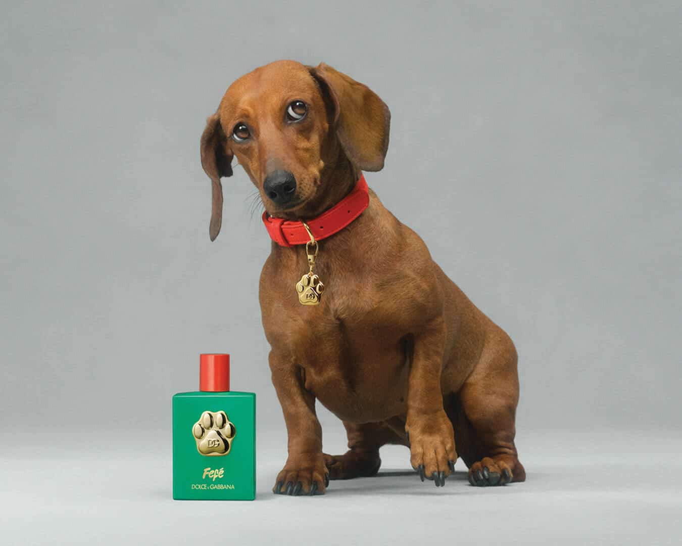 image for Fefé, D&G’s new fragrance mist for your four-legged friends