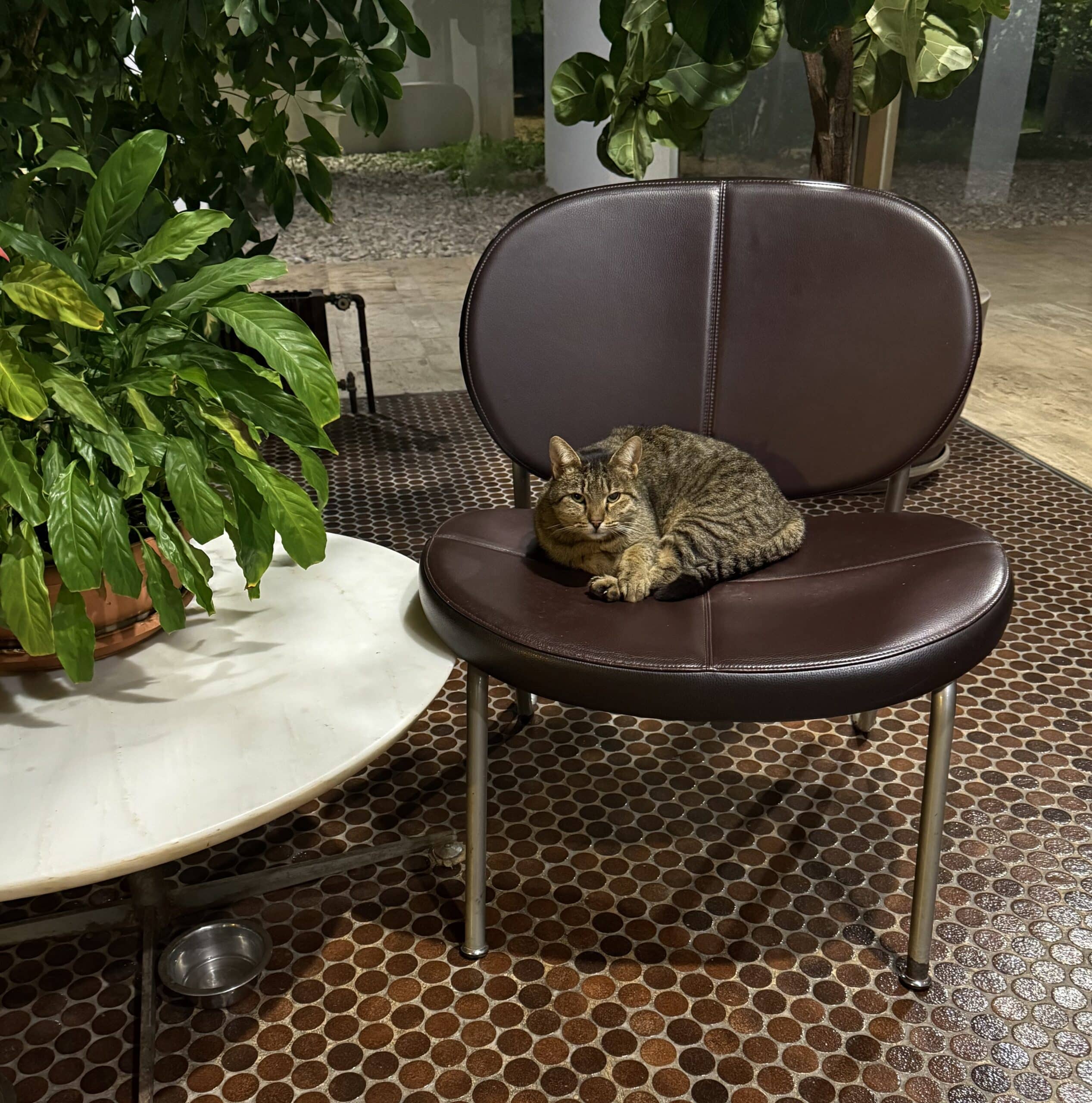 image for Hello Pussycat